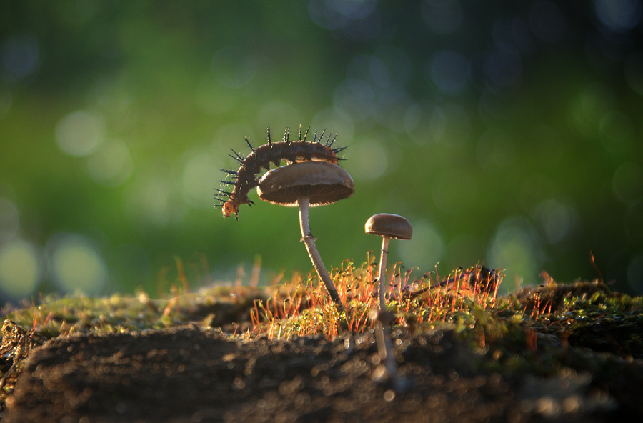 Ulat kecil by Ary Baban